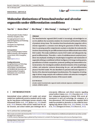 Molecular distinctions of bronchoalveolar and alveolar organoids under differentiation conditions