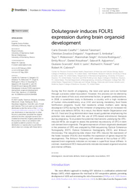 Dolutegravir induces FOLR1 expression during brain organoid development