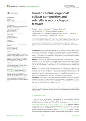 Human cerebral organoids: cellular composition and subcellular morphological features