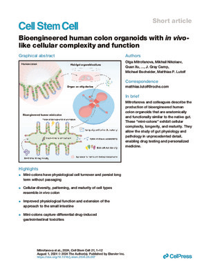 Bioengineered human colon organoids with in vivo-like cellular complexity and function