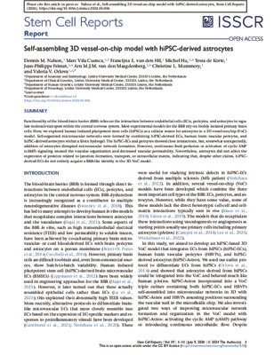 Self-assembling 3D vessel-on-chip model with hiPSC-derived astrocytes