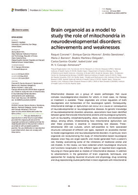 Brain organoid as a model to study the role of mitochondria in neurodevelopmental disorders: achievements and weaknesses