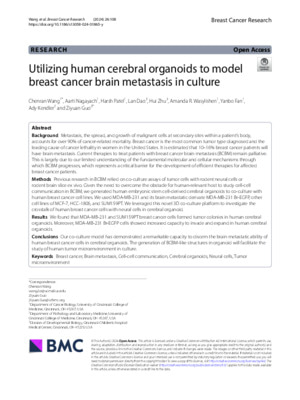 Utilizing human cerebral organoids to model breast cancer brain metastasis in culture