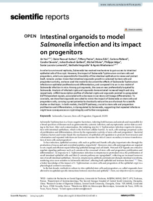 Intestinal organoids to model Salmonella infection and its impact on progenitors