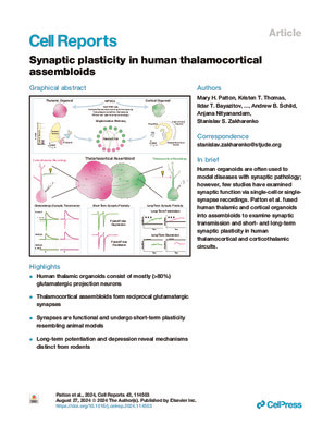 Synaptic plasticity in human thalamocortical assembloids