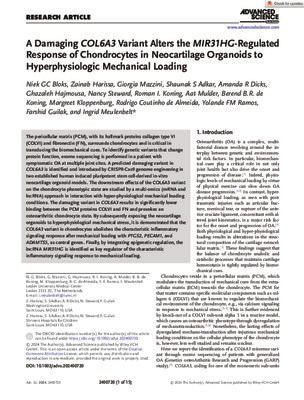 A Damaging COL6A3 Variant Alters the MIR31HG-Regulated Response of Chondrocytes in Neocartilage Organoids to Hyperphysiologic Mechanical Loading