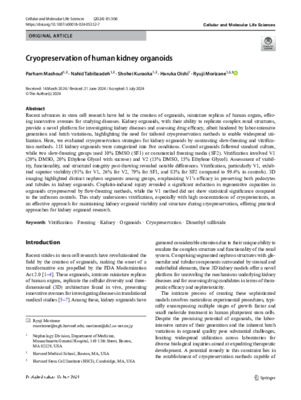 Cryopreservation of human kidney organoids