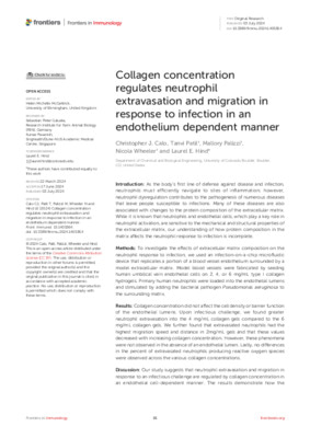 Collagen concentration regulates neutrophil extravasation and migration in response to infection in an endothelium dependent manner