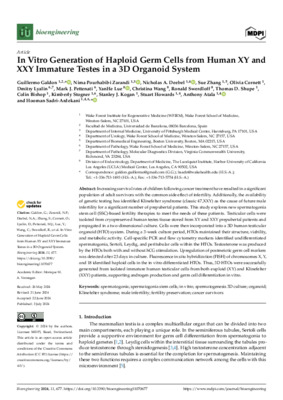 In Vitro Generation of Haploid Germ Cells from Human XY and XXY Immature Testes in a 3D Organoid System