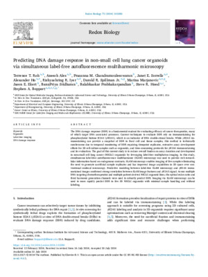 Predicting DNA damage response in non-small cell lung cancer organoids via simultaneous label-free autofluorescence multiharmonic microscopy