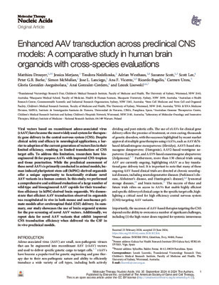 Enhanced AAV transduction across preclinical CNS models: A comparative study in human brain organoids with cross-species evaluations