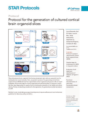 Protocol for the generation of cultured cortical brain organoid slices