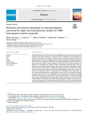 Molecular and network disruptions in neurodevelopment uncovered by single cell transcriptomics analysis of CHD8 heterozygous cerebral organoids