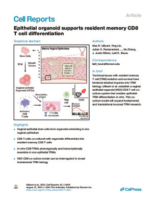 Epithelial organoid supports resident memory CD8 T cell differentiation