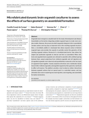 Microfabricated dynamic brain organoid cocultures to assess the effects of surface geometry on assembloid formation