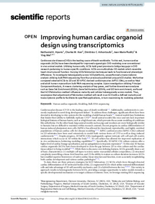 Improving human cardiac organoid design using transcriptomics