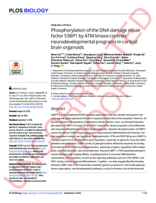 Proof read: Phosphorylation of the DNA damage repair factor 53BP1 by ATM kinase controls neurodevelopmental programs in cortical brain organoids