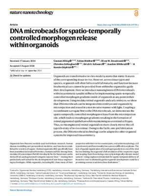 DNA microbeads for spatio-temporally controlled morphogen release within organoids