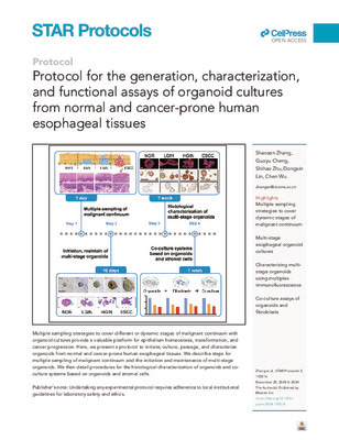 Protocol for the generation, characterization, and functional assays of organoid cultures from normal and cancer-prone human esophageal tissues