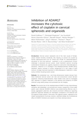 Inhibition of ADAM17 increases the cytotoxic effect of cisplatin in cervical spheroids and organoids