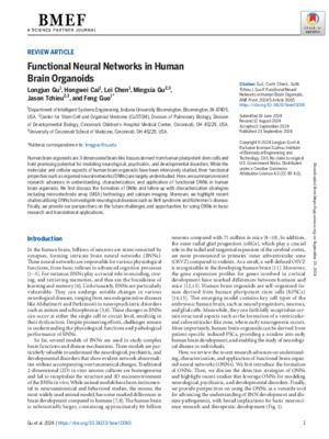 Functional Neural Networks in Human Brain Organoids
