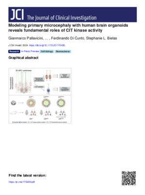 Modeling primary microcephaly with human brain organoids reveals fundamental roles of CIT kinase activity