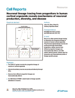 Neuronal lineage tracing from progenitors in human cortical organoids reveals mechanisms of neuronal production, diversity, and disease