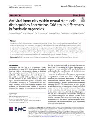 Antiviral immunity within neural stem cells distinguishes Enterovirus-D68 strain differences in forebrain organoids