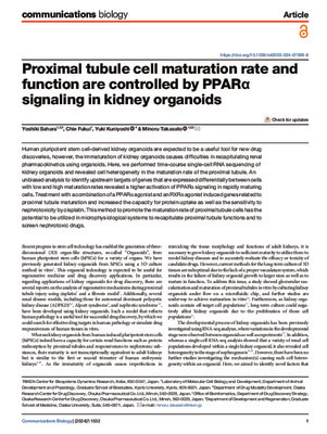 Proximal tubule cell maturation rate and function are controlled by PPARα signaling in kidney organoids