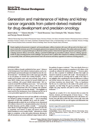 Generation and maintenance of kidney and kidney cancer organoids from patient-derived material for drug development and precision oncology