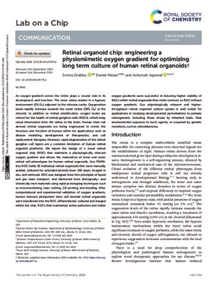 Retinal organoid chip: engineering a physiomimetic oxygen gradient for optimizing long term culture of human retinal organoids