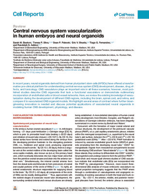 Central nervous system vascularization in human embryos and neural organoids
