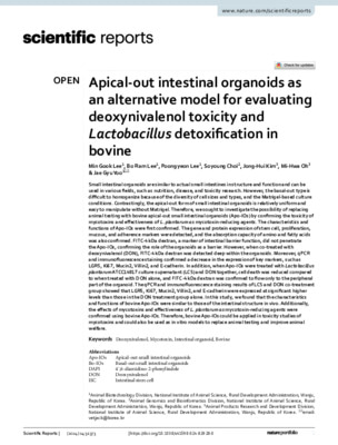  doi: 10.1038/s41598-024-82928-0. Apical-out intestinal organoids as an alternative model for evaluating deoxynivalenol toxicity and Lactobacillus detoxification in bovine