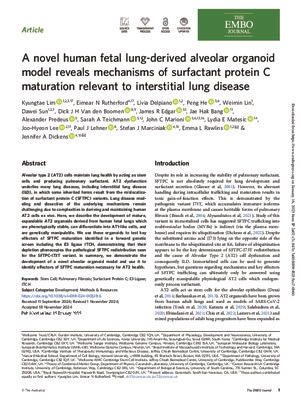 A novel human fetal lung-derived alveolar organoid model reveals mechanisms of surfactant protein C maturation relevant to interstitial lung disease