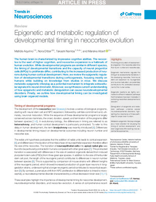 Epigenetic and metabolic regulation of developmental timing in neocortex evolution
