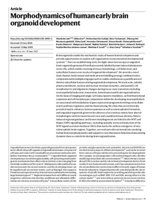 Morphodynamics of human early brain organoid development