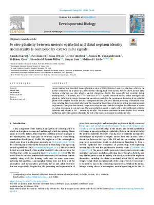 In vitro plasticity between ureteric epithelial and distal nephron identity and maturity is controlled by extracellular signals