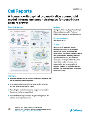 A human corticospinal organoid-slice connectoid model informs enhancer strategies for post-injury axon regrowth