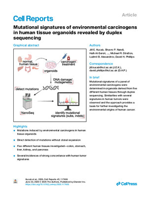 Mutational signatures of environmental carcinogens in human tissue organoids revealed by duplex sequencing