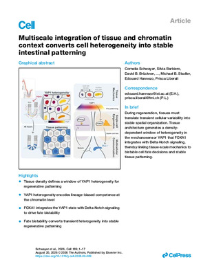 Multiscale integration of tissue and chromatin context converts cell heterogeneity into stable intestinal patterning