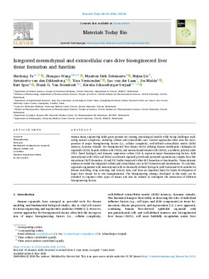 Integrated mesenchymal and extracellular cues drive bioengineered liver tissue formation and function