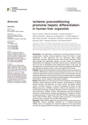 Ischemic preconditioning promotes hepatic differentiation in human liver organoids