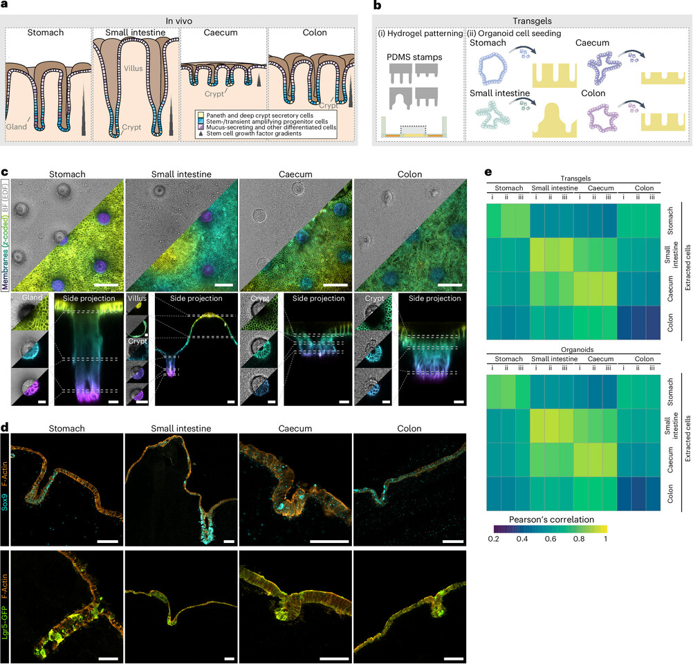Patterned gastrointestinal monolayers with bilateral access as observable models of parasite gut infection