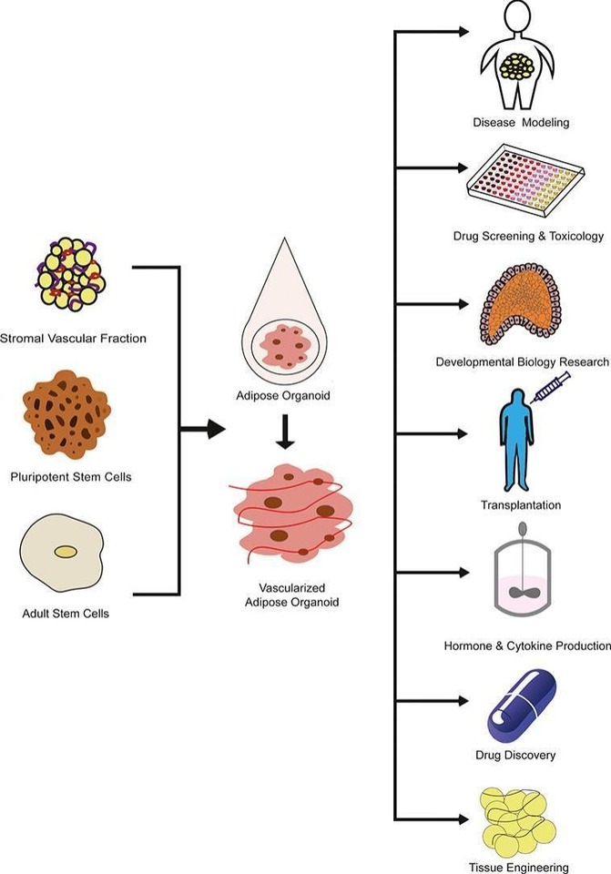 From development to future prospects: The adipose tissue & adipose tissue organoids