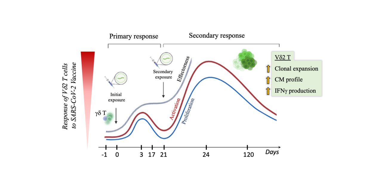 Reflections on Memory γδ T Cells in the Age of SARS-CoV-2