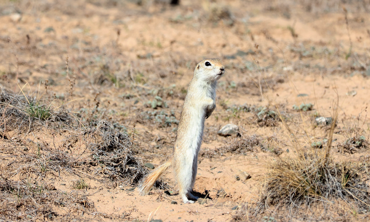Unveiling Rodent Adaptation in the Helan Mountains: Comprehensive Transcriptomic and Metagenomic Data