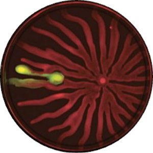 Go to the profile of Joao Xavier