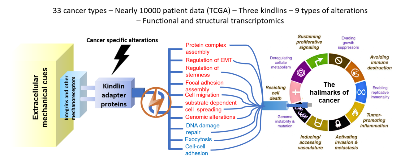 Integrative analysis of kindlins, the mechanochemical super-adapters in cancer