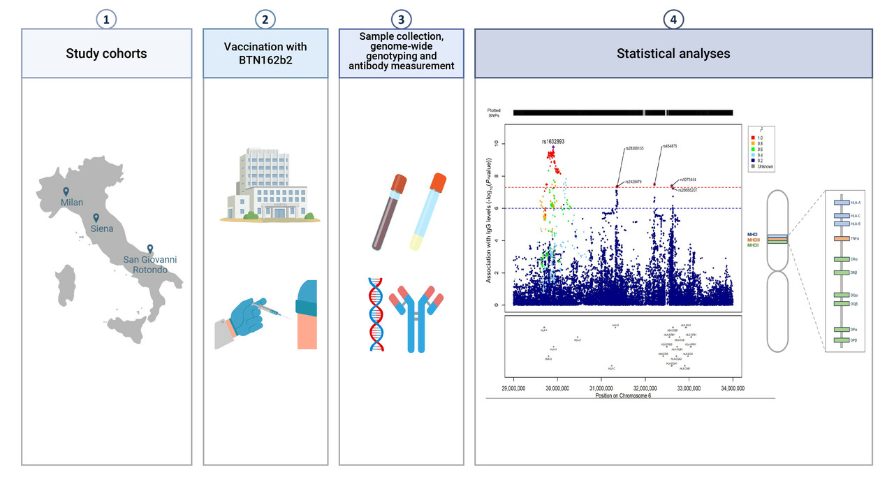 Unravelling the genetic puzzle of COVID-19 vaccine response