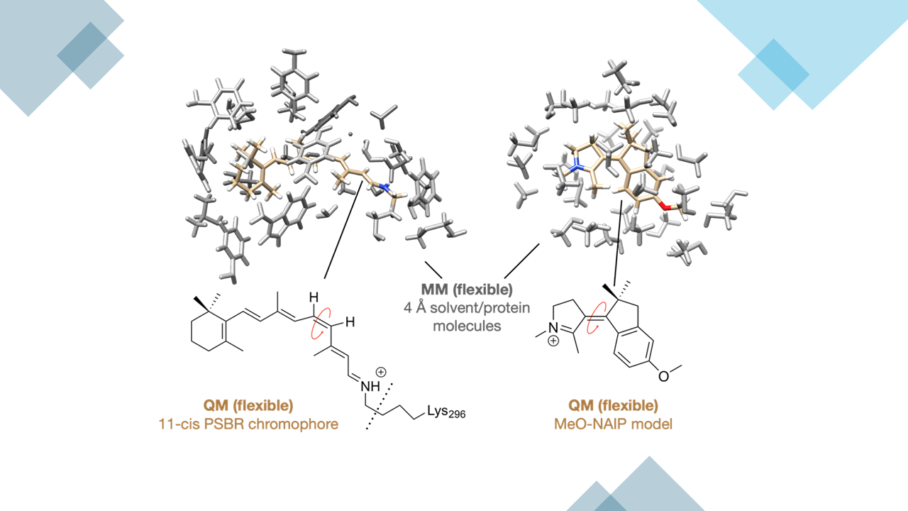 Comparative Quantum-Classical Dynamics of Natural and Synthetic Molecular Rotors Show How Vibrational Synchronization Modulates the Photoisomerization Quantum Efficiency